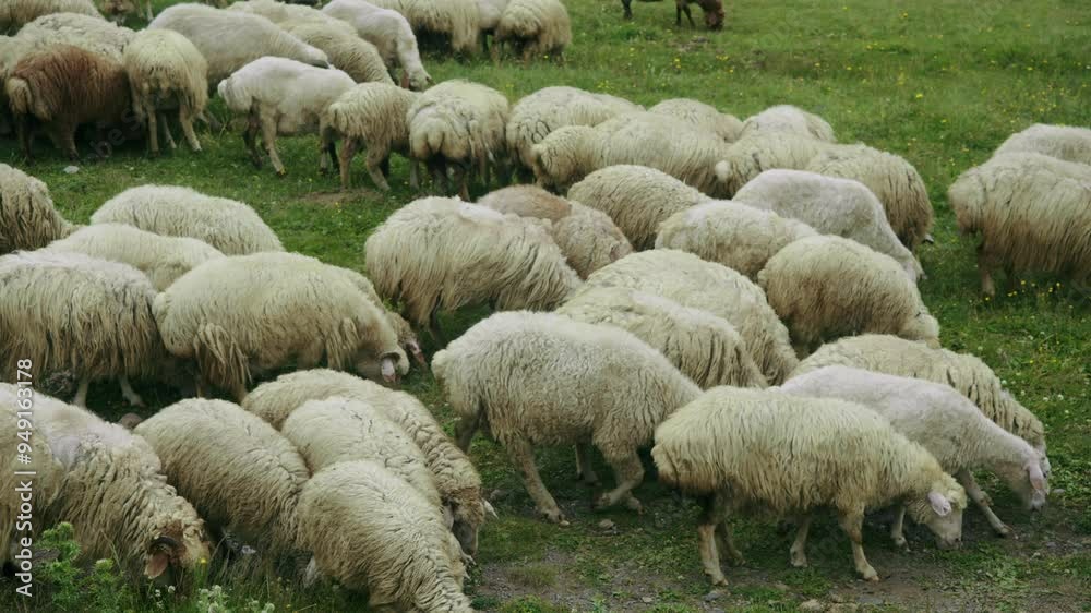 Large flock of white sheep are grazing on a verdant summer field. They are consuming grass. Slow motion Large flock of white sheep are grazing on a verdant summer field. They are consuming grass. Slow motion