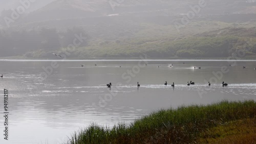 Pelicans swim on calm lagoon as bird splash lands and takes a bath in morning light