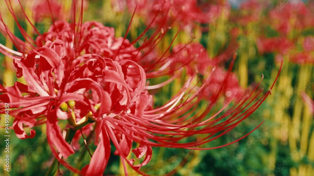 Red spider lily or cluster amaryllis flowers blooming in the blue sky in autumn or fall, Higanbana or lycoris Red spider lily or cluster amaryllis flowers blooming in the blue sky in autumn or fall, Higanbana or lycoris
