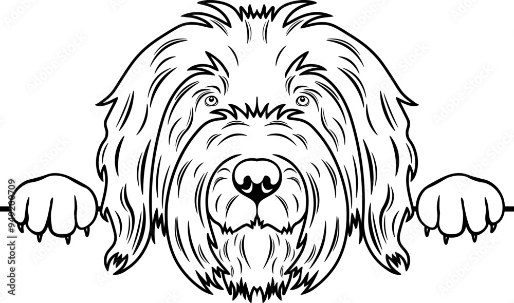 Peeking Briard Peeking Briard