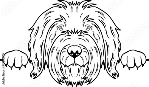 Peeking Briard