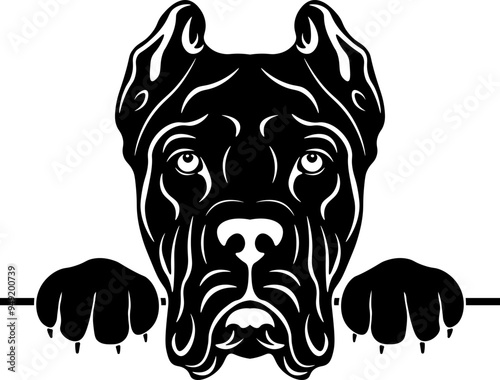 Peeking Cane Corso