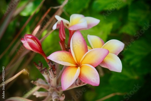 Fleur tropicale Tahitienne 