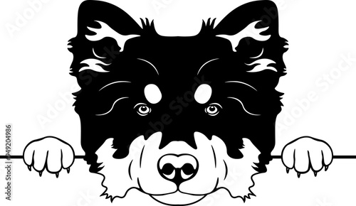 Peeking Finnish Lapphund