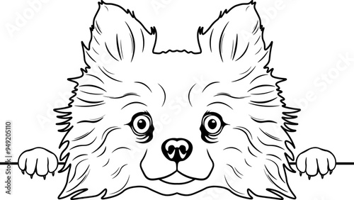 Peeking German Spitz