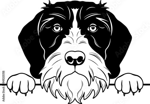 Peeking German Wirehaired Pointer