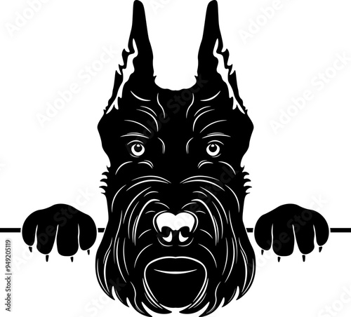 Peeking Giant Schnauzer