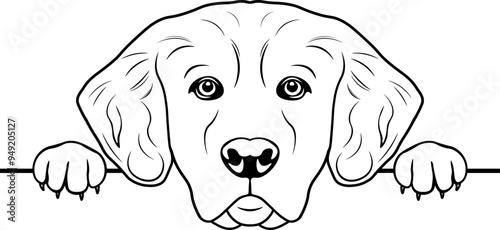 Peeking Golden Retriever