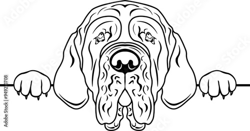 Peeking Neapolitan Mastiff