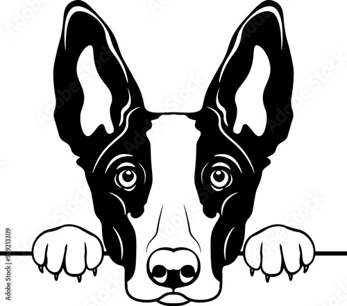 Peeking Ibizan Hound