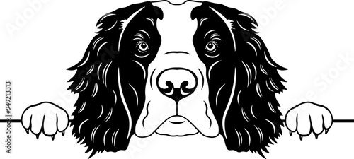 Peeking Irish Red and White Setter