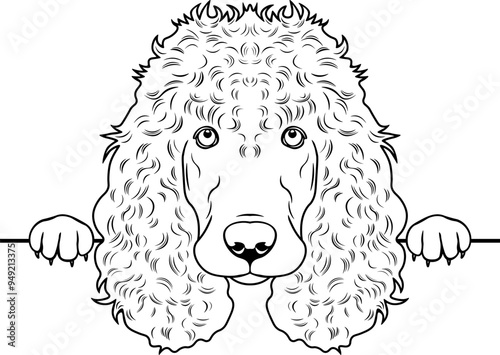 Peeking Irish Water Spaniel