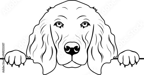 Peeking Irish Setter