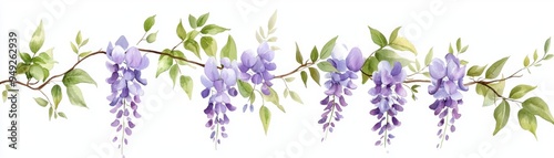 A delicate watercolor illustration of wisteria flowers, showcasing graceful purple blooms on a leafy vine.