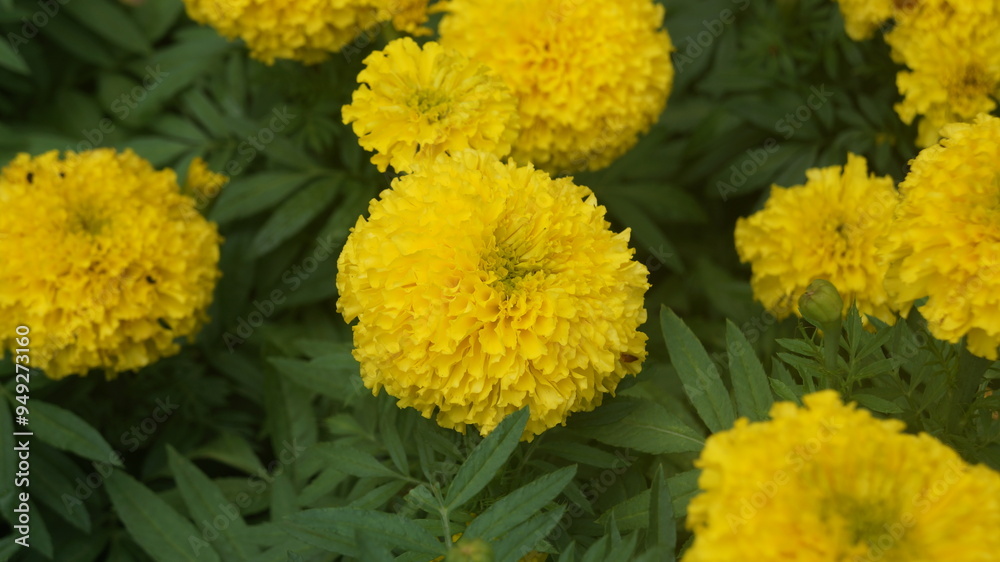 yellow chrysanthemum yellow chrysanthemum