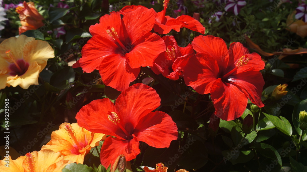 red hibiscus flowers red hibiscus flowers