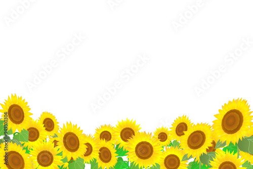 夏のひまわり畑のイラスト