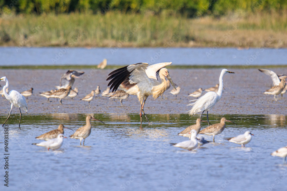 Oriental Stork Takes Flight: A Majestic Bird in Action Oriental Stork Takes Flight: A Majestic Bird in Action