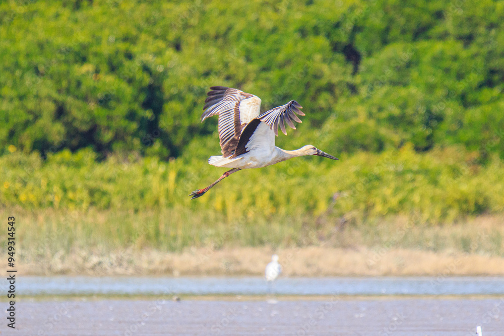 Oriental Stork in Flight Over Wetlands Area Oriental Stork in Flight Over Wetlands Area