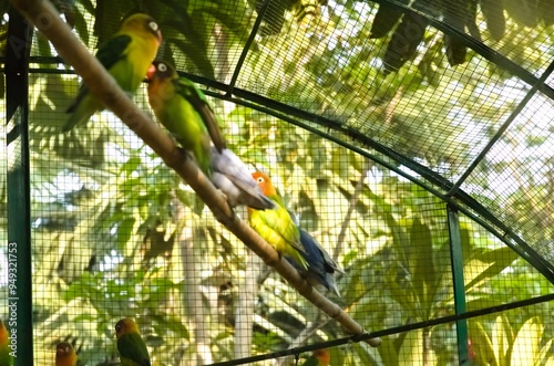 A group of lovebirds perched in front of their cage. They generally live in pairs and groups. photo