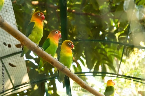 A group of lovebirds perched in front of their cage. They generally live in pairs and groups. photo