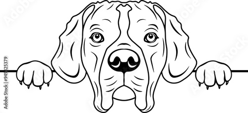 Peeking Portuguese Pointer