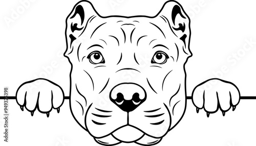 Peeking Presa Canario