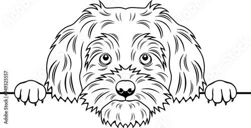 Peeking Shihpoo