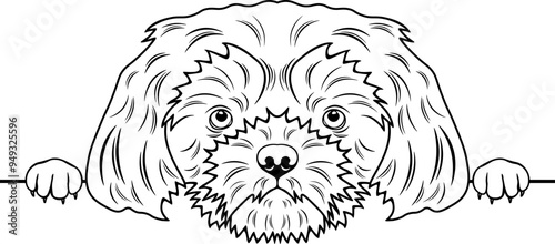 Peeking Shih Tzu