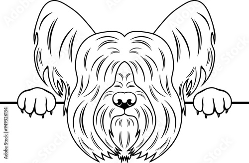 Peeking Skye Terrier