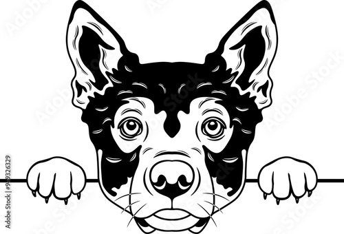 Peeking Swedish Vallhund