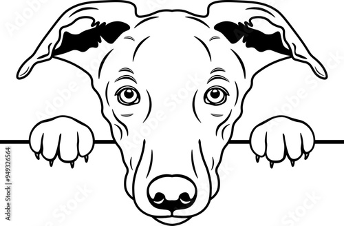 Peeking Whippet