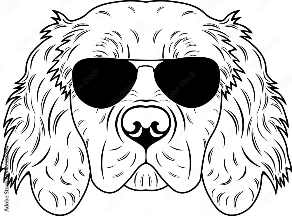 Obraz premium Picardy Spaniel In Sunglasses