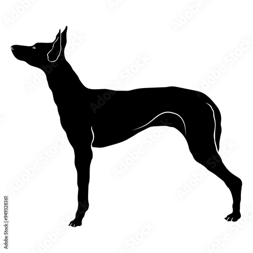 Pharaoh Hound