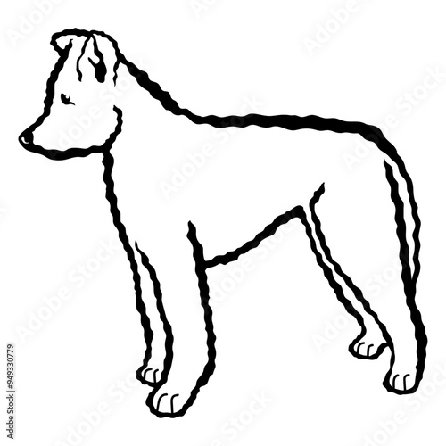 Pumi