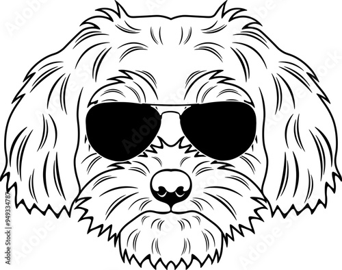 Shihpoo In Sunglasses