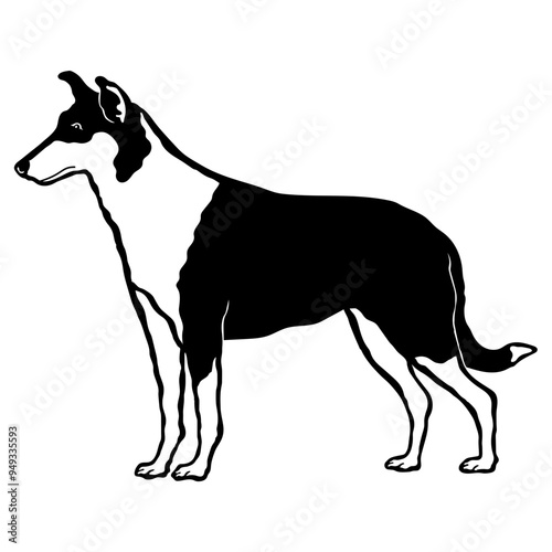 Smooth Collie