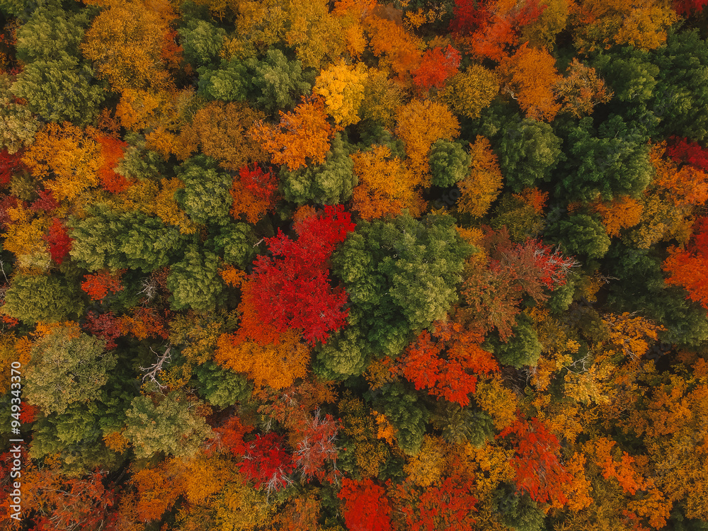 Naklejka premium Beautiful Nature Autumn Aerial View of Colorful Fall Foliage Trees Pattern Background Wallpaper. Reds, Yellows, Oranges, and Greens. Landscape Photo