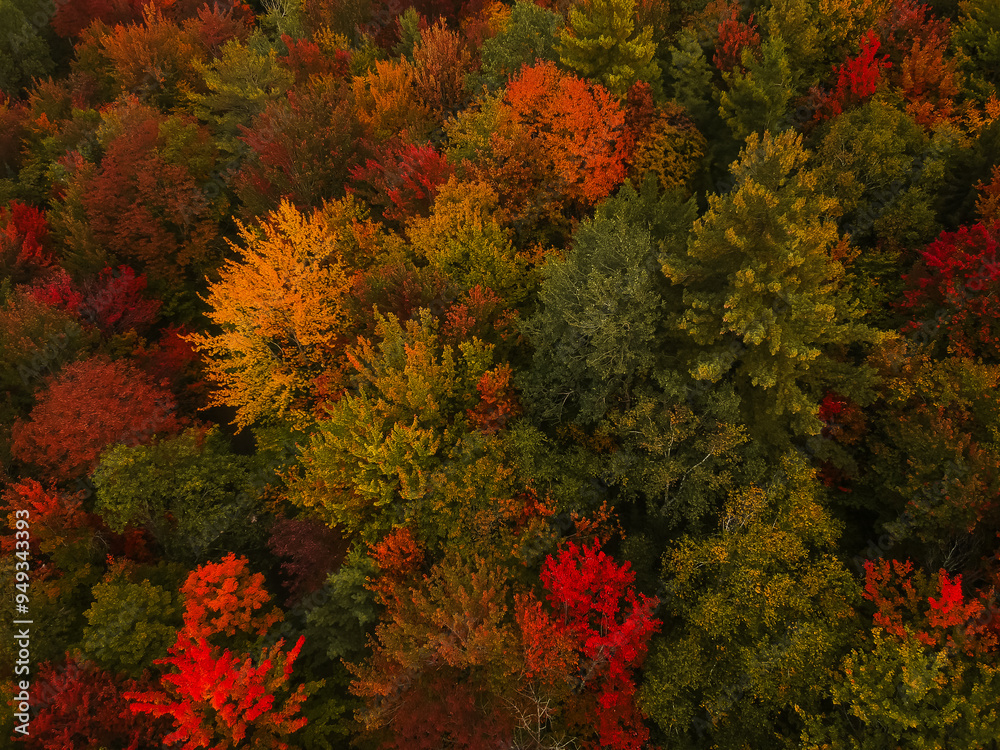 Aerial Birds Eye View of Colorful Trees in New England Forest in Autumn. Fall Foliage in Peak Bloom Beautiful Landscape Nature Scene Aerial Birds Eye View of Colorful Trees in New England Forest in Autumn. Fall Foliage in Peak Bloom Beautiful Landscape Nature Scene