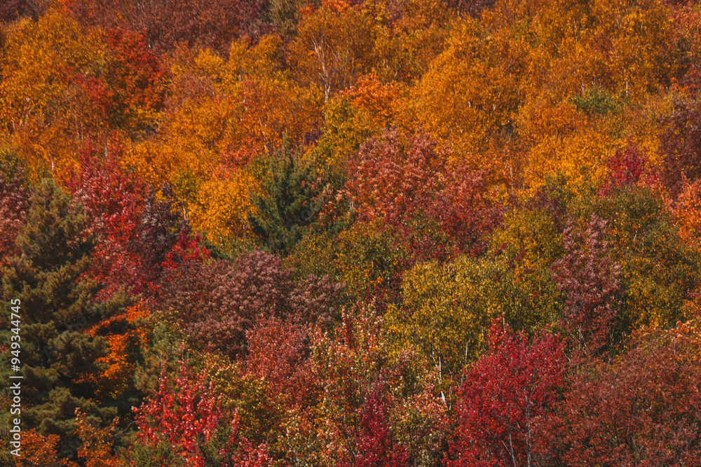 Close Up Group of Colorful Fall Foliage Trees in Forest in New England November Autumn Season. Orange, Red, Yellow, and Green Colors Pop Nature Close Up Group of Colorful Fall Foliage Trees in Forest in New England November Autumn Season. Orange, Red, Yellow, and Green Colors Pop Nature