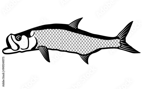 Tarpon