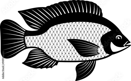 Tilapia