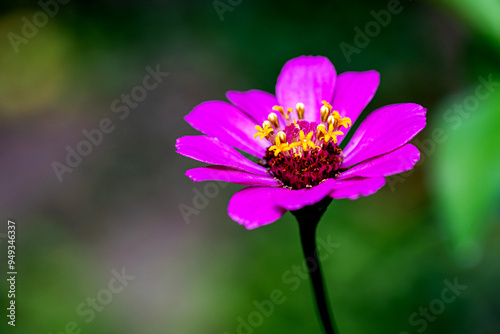 Macro image of Zinnia flower in full blooming