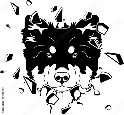 Wall Smashing Finnish Lapphund