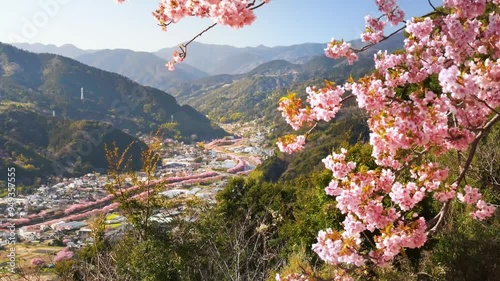 【静岡県・河津町】春の河津城跡公園、桜舞う展望台の風景　パンライト　
The spring scenery seen from the observation deck of Kawazu Town, where cherry blossoms dance. - Shizuoka, Japan - pan right photo