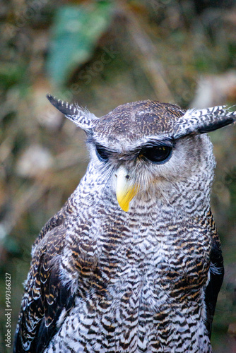 Close up owl (Bubo sumantranus, beluk jampuk, hingkik) with a natural background. photo