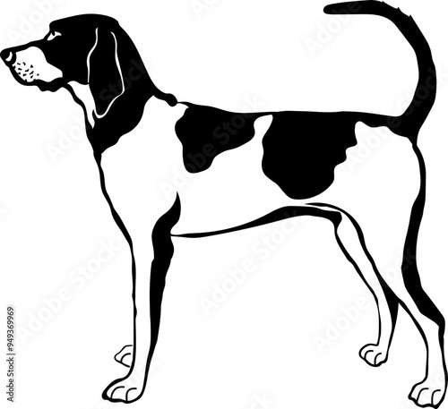 American English Coonhound