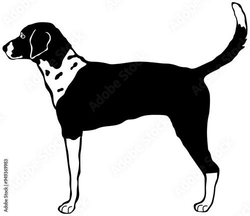 American Foxhound