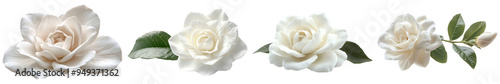 Elegant White Roses with Varied Blooming Stages on Transparent Background