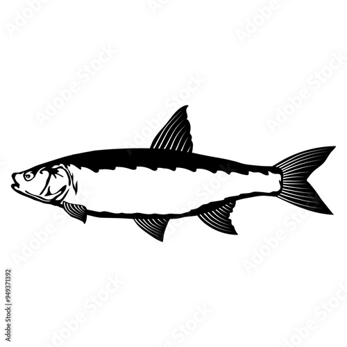Asp - Fish